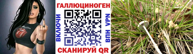 Галлюциногенные грибы Psilocybine cubensis  Энгельс 